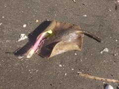 アカエイの釣果