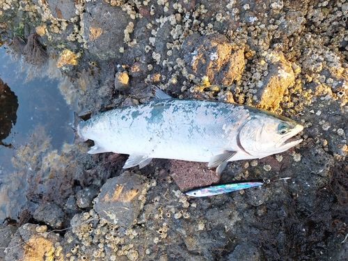 サクラマスの釣果
