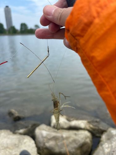 テナガエビの釣果