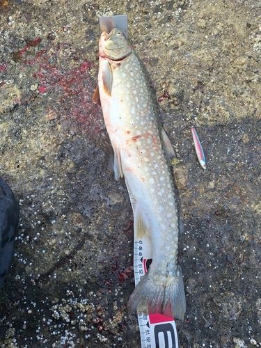 アメマスの釣果