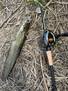 ナマズの釣果