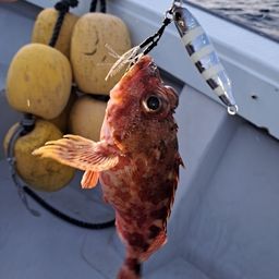 カサゴ