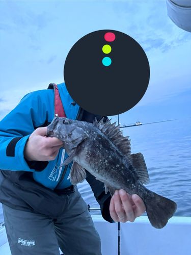 クロソイの釣果