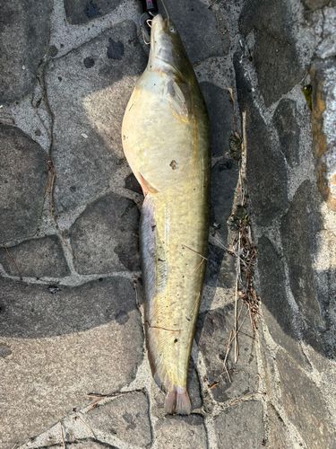 ナマズの釣果