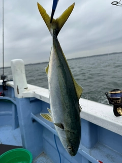 イナダの釣果