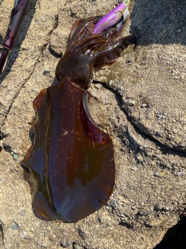 アオリイカの釣果