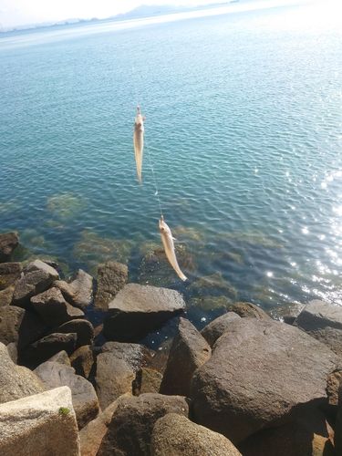 シロギスの釣果