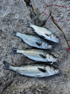 ヒラスズキの釣果