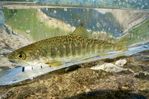 カワサバの釣果