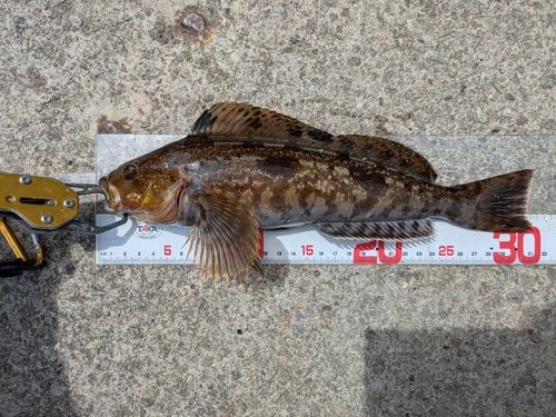 アイナメの釣果