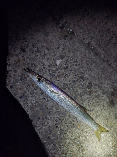 カマスの釣果
