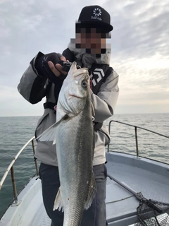 マルスズキの釣果