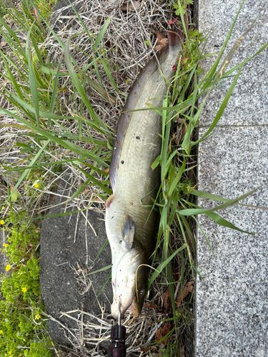 ナマズの釣果