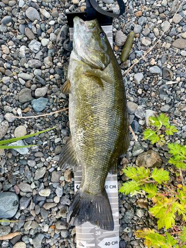 スモールマウスバスの釣果