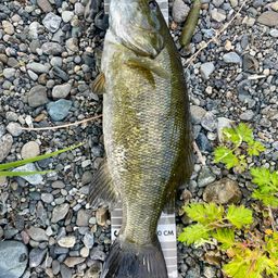 スモールマウスバス