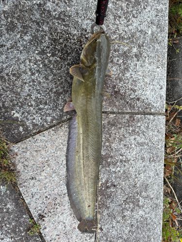 ナマズの釣果