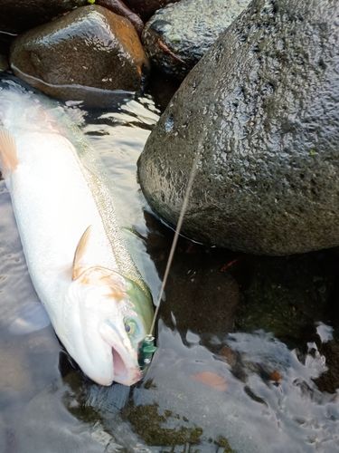 ニジマスの釣果