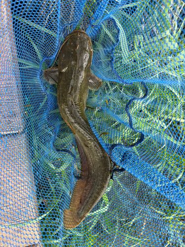 ナマズの釣果