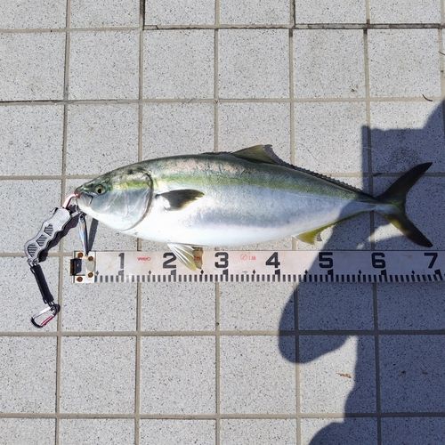 ハマチの釣果
