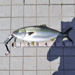 ハマチ