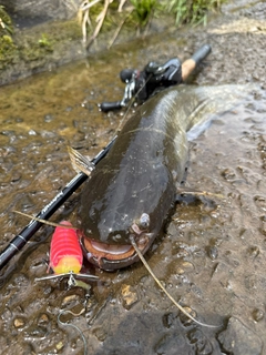 ナマズの釣果