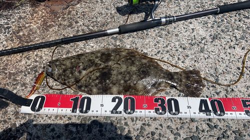 ヒラメの釣果