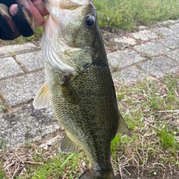 ラージマウスバス