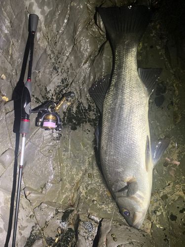 ヒラスズキの釣果