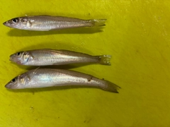 キスの釣果