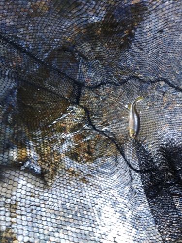 カワムツの釣果