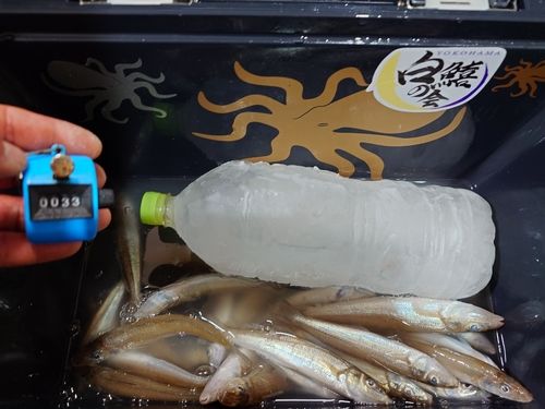 シロギスの釣果