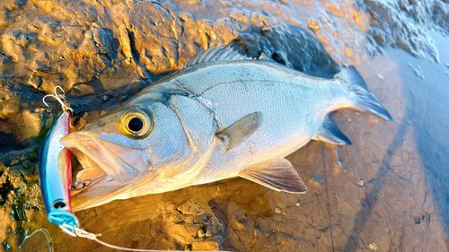 ヒラスズキの釣果
