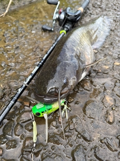ナマズの釣果