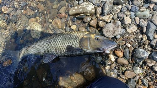 ニゴイの釣果