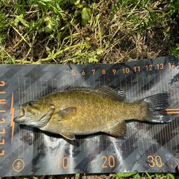 スモールマウスバス