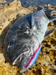 GTの釣果