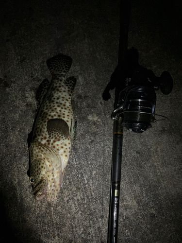 チャイロマルハタの釣果