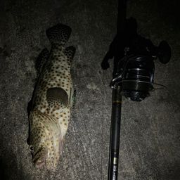 チャイロマルハタ