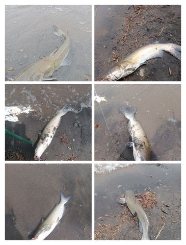 アメリカナマズの釣果