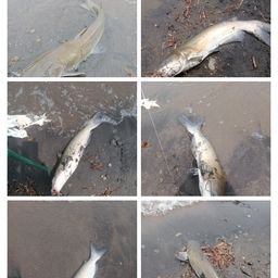 アメリカナマズ