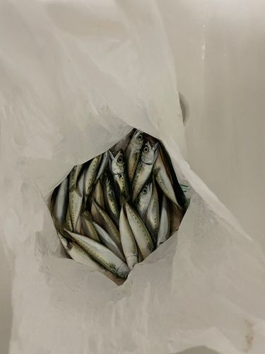 サバの釣果