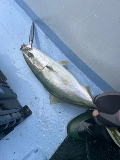 ハマチの釣果