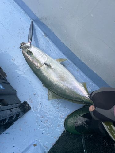 ハマチの釣果
