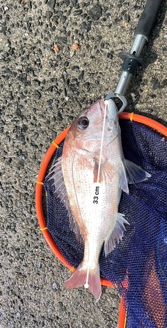 タイの釣果