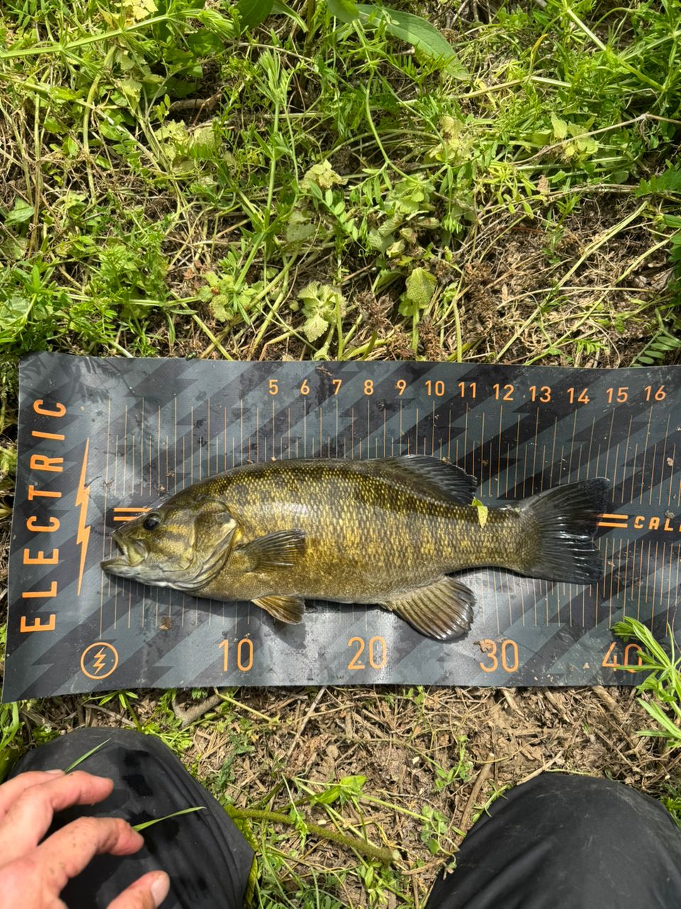 スモールマウスバス