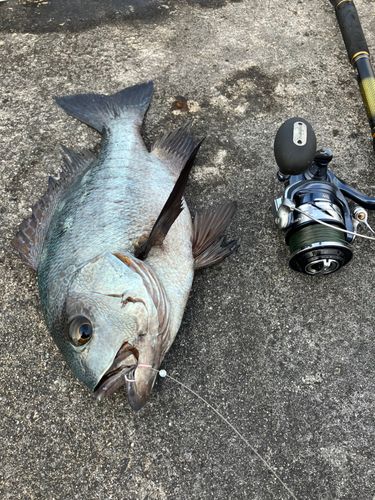 マダラタルミの釣果