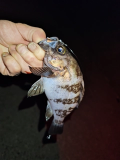 シロメバルの釣果