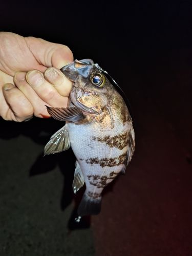 シロメバルの釣果