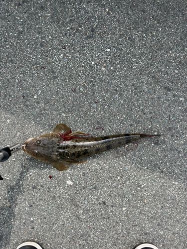 マゴチの釣果