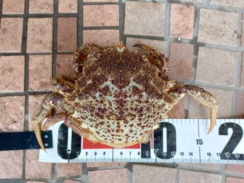 クリガニの釣果